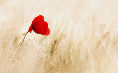 Red Field Summer Agriculture