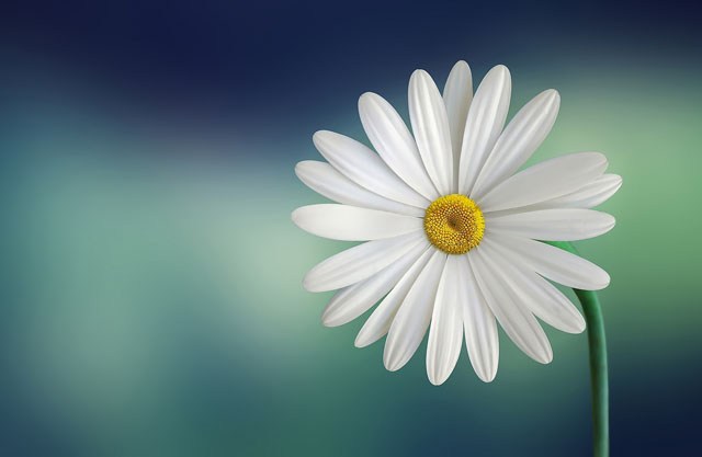 White And Yellow Flower